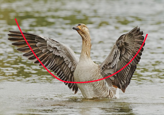 Domestic Goose curved line