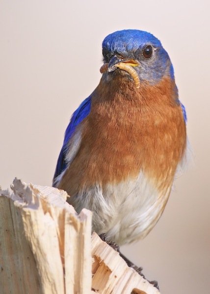 Male Eastern Bluebird with Supper